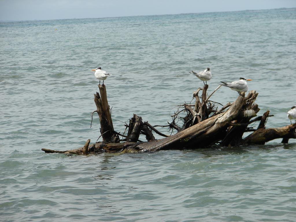Babilonia Aparthotel Cahuita Cameră foto