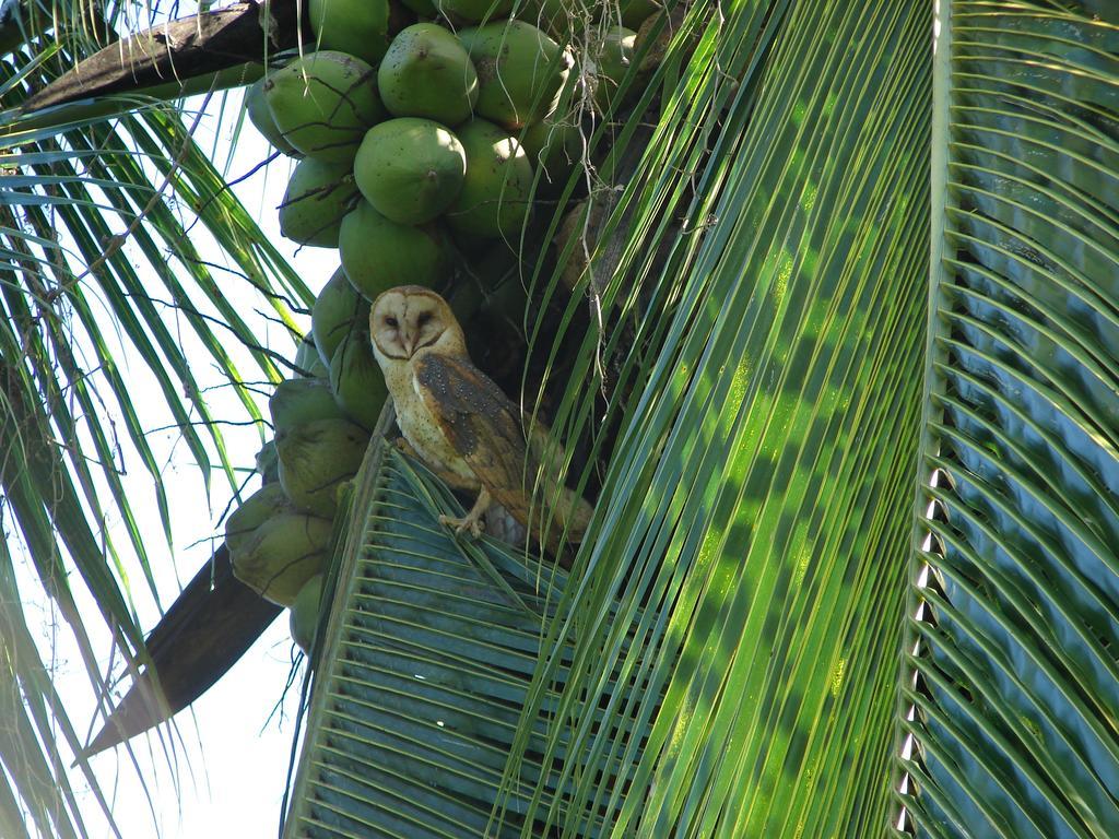 Babilonia Aparthotel Cahuita Exterior foto